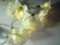 New Lily - Cream_sml.jpg